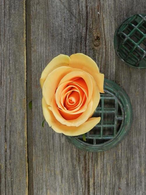 CUMBIA  PEACH ROSES